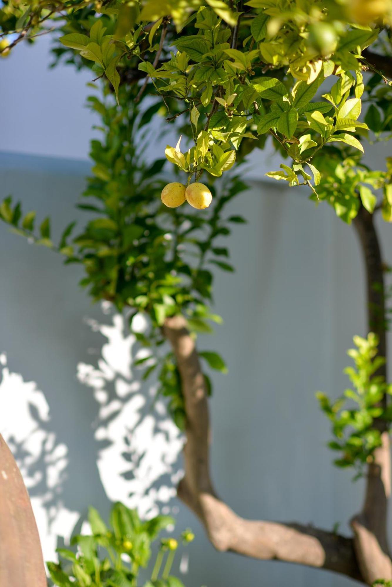 The Green House Alentejo Vila Nova da Baronia Exterior foto